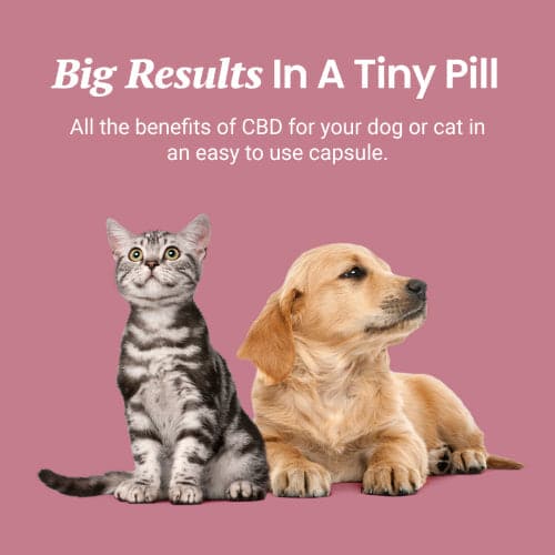 Holistapet CBD Capsules for Dogs and Cats Best Price