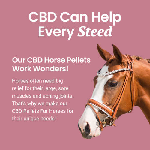 Holistapet CBD Pellets for Horses Best Price