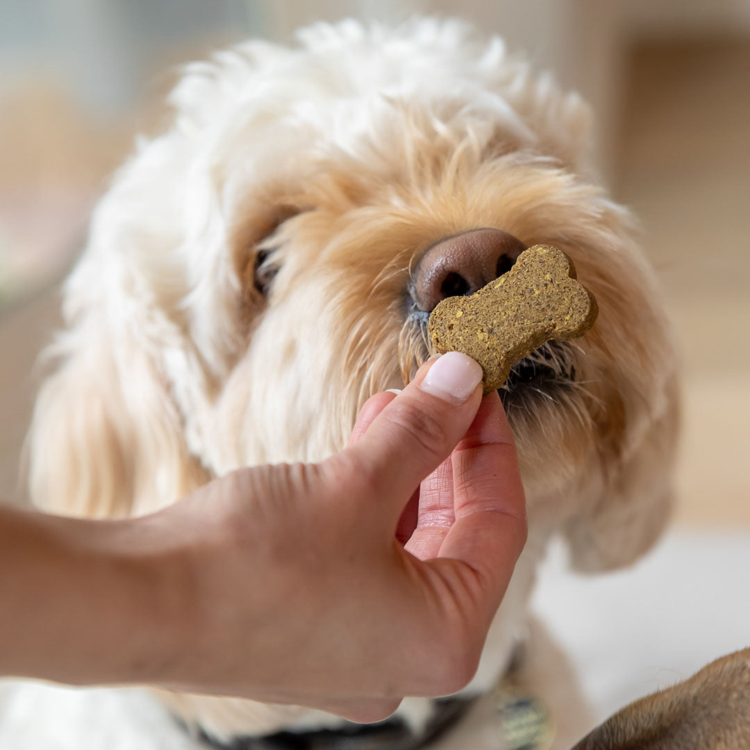 Holistapet CBD Dog Treats for Anxiety Best Price