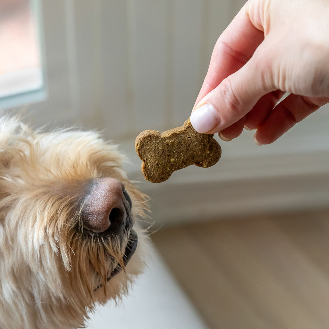 Holistapet CBD Dog Treats + Joint and Mobility Care Best Price