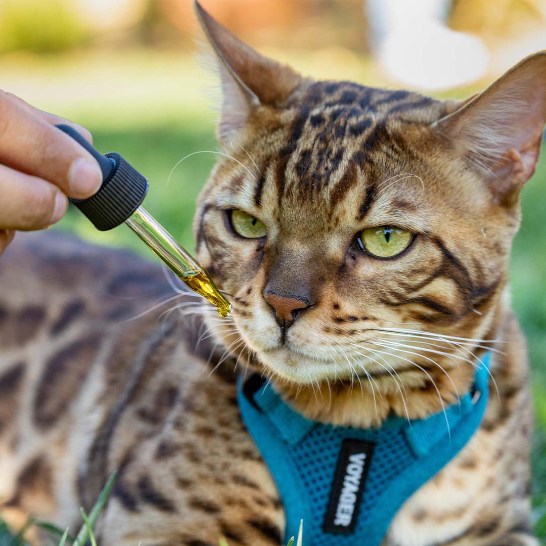 Holistapet CBD Oil for Cats Best Price