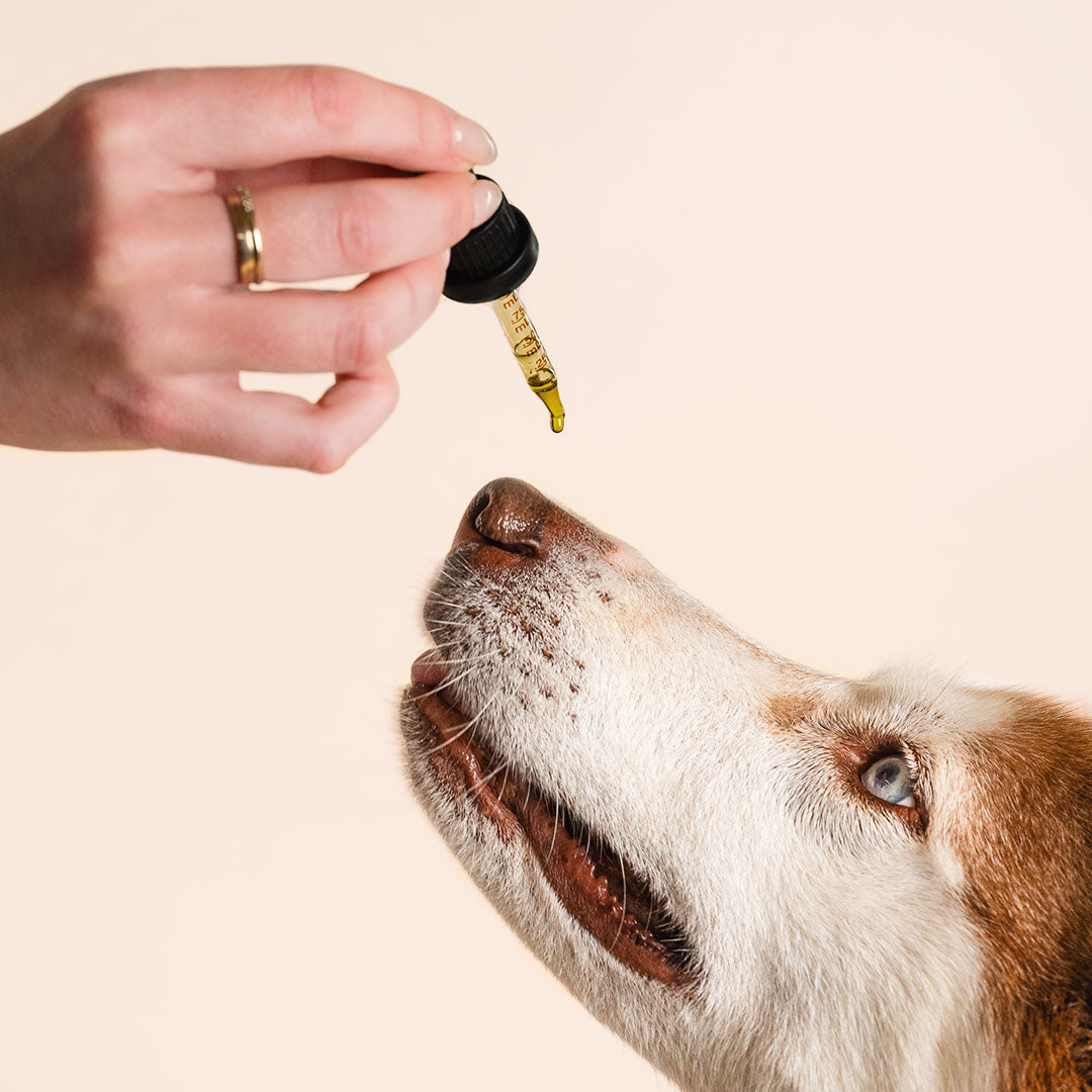 Holistapet CBD Oil for Dogs Best Price