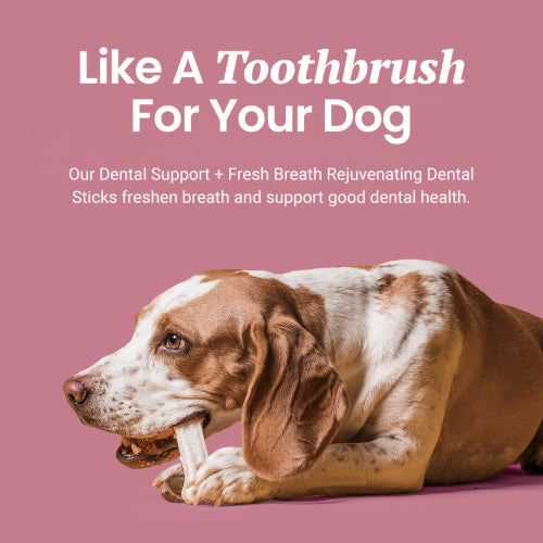 Holistapet Dental Support + Fresh Breath Dental Sticks for Dogs Best Price