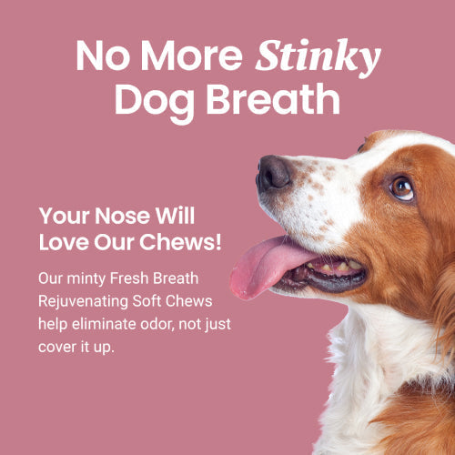 Holistapet Fresh Breath Soft Chews for Dogs Best Price